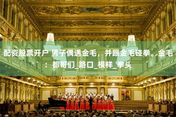 配资股票开户 男子偶遇金毛，并跟金毛碰拳。金毛：都哥们_路口_模样_拳头